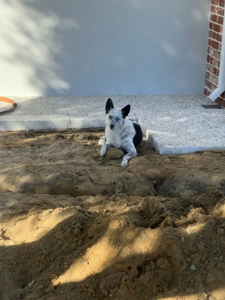 Site dog resting beside the finished concrete path on a Warwick subdivision job